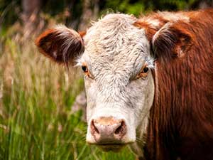 image of red cow