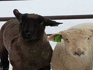 Black lamb and White Lamb Pair