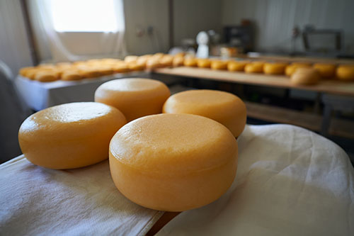 wheels of aged cheddar