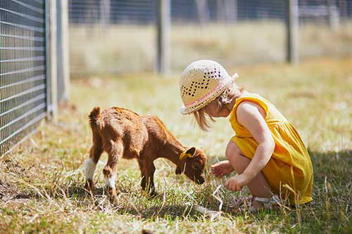 young girl with baby goat
