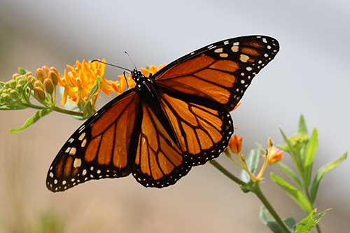 monarch butterfly on a flower