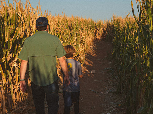 Man and Boy Navigating Corn Maze