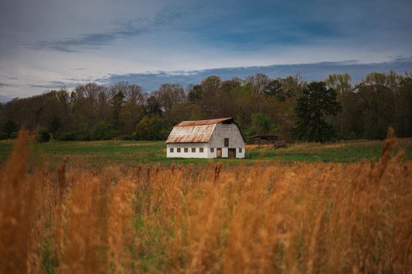 A picture of our dairy farm.