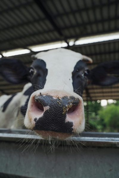 Image of a holstein cow